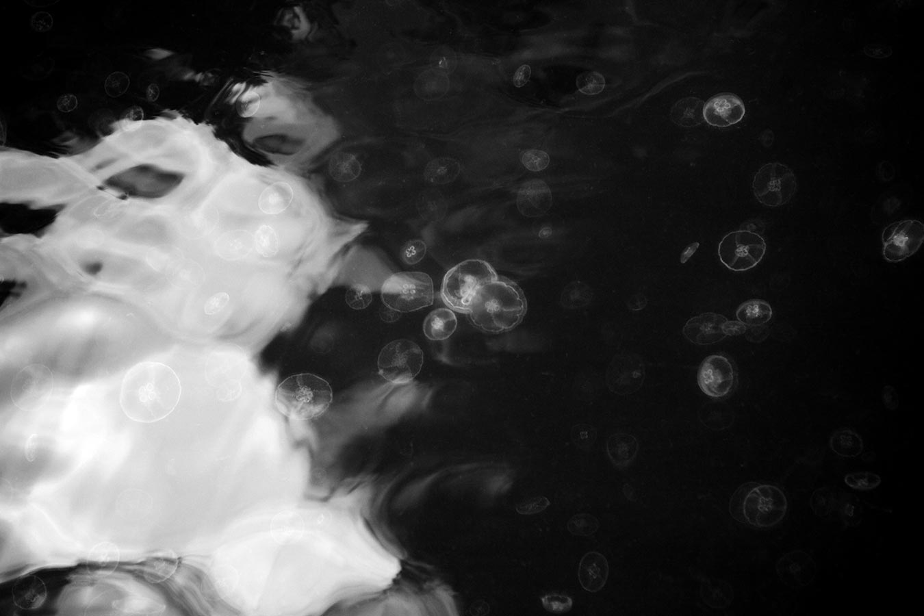 Black and white jellyfish