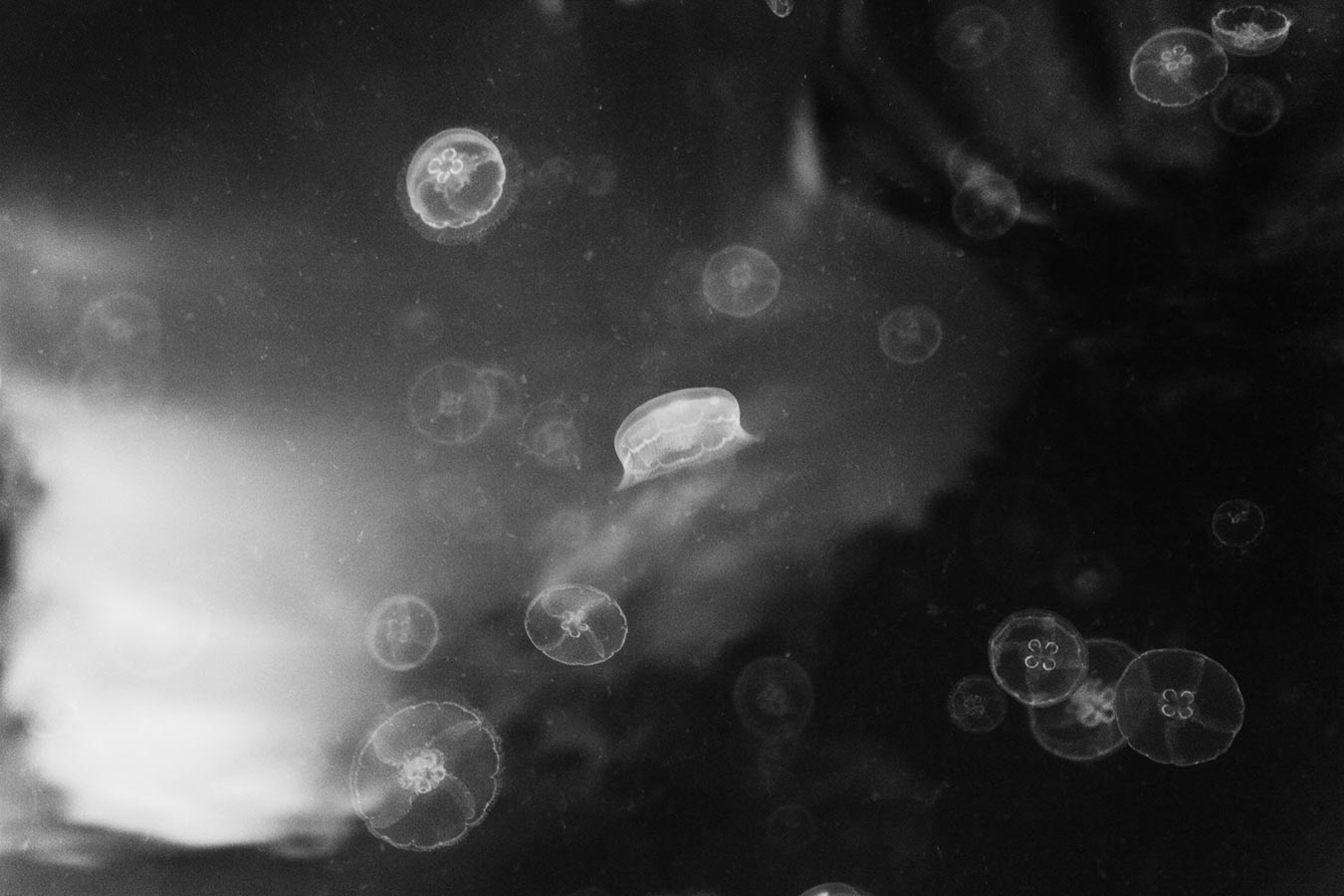 Black and white jellyfish